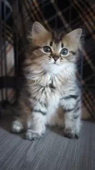たぬきち 様のお迎えした子猫
