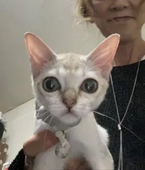 pianogirl 様のお迎えした子猫