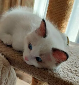 M.K 様のお迎えした子猫