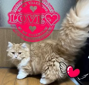 陽だまり猫 様のお迎えした子猫