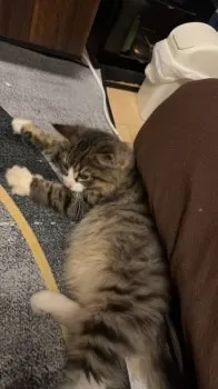 アレックス 様のお迎えした子猫