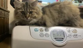 M.K 様のお迎えした子猫