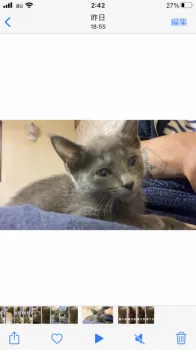 rudo 様のお迎えした子猫