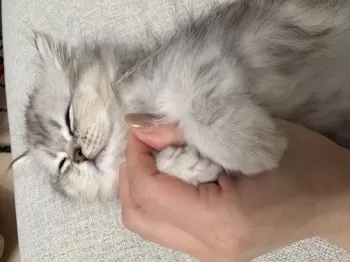 ふみ 様のお迎えした子猫