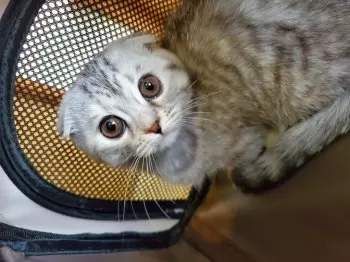 阿部　セゥ 様のお迎えした子猫