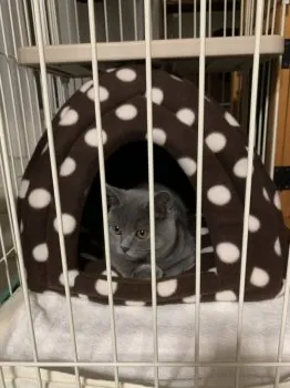 Y.T 様のお迎えした子猫