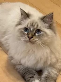 E.O 様のお迎えした子猫