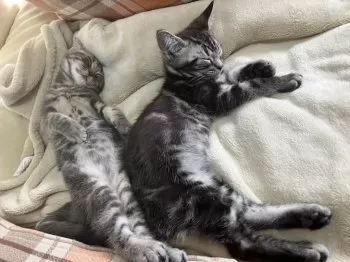 らむちん 様のお迎えした子猫