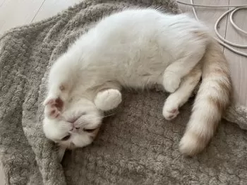 ディタ 様のお迎えした子猫