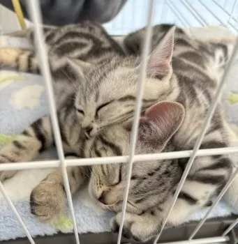 F 様のお迎えした子猫