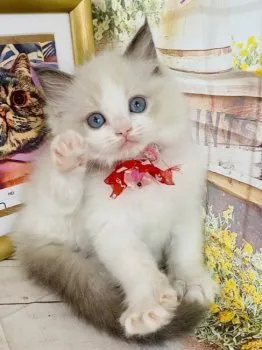 K 様のお迎えした子猫