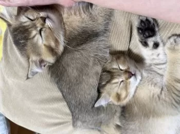 ゆり 様のお迎えした子猫