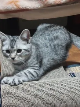 kurumi 様のお迎えした子猫