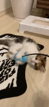 みずき 様のお迎えした子猫