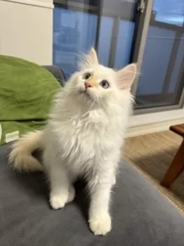 T.S 様のお迎えした子猫