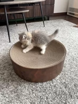 M.W 様のお迎えした子猫