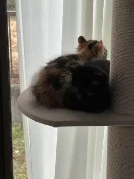 K.O 様のお迎えした子猫