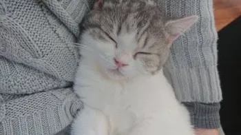 T.K 様のお迎えした子猫