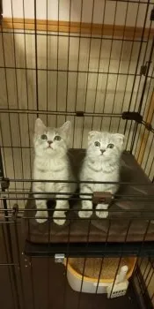 いまとも 様のお迎えした子猫