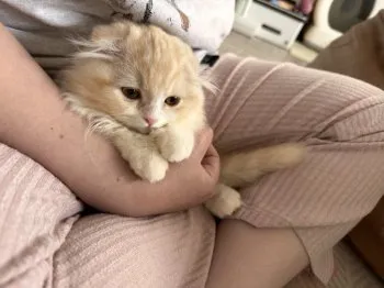 Y.O 様のお迎えした子猫