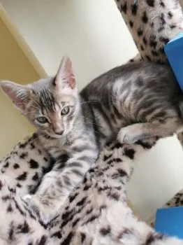 spooc 様のお迎えした子猫