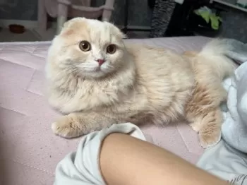 ななまる 様のお迎えした子猫