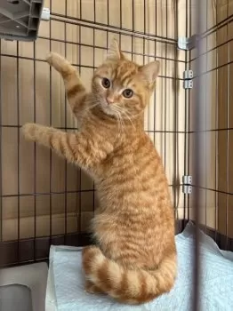 くまさん 様のお迎えした子猫
