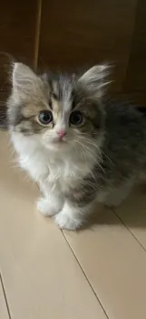 natsu 様のお迎えした子猫