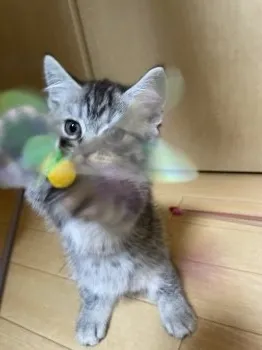 ぬっこ 様のお迎えした子猫