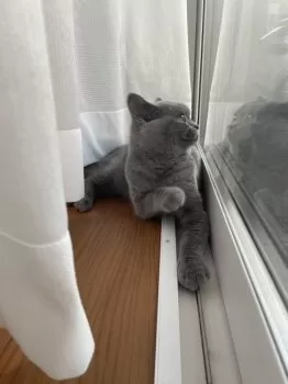 R.Ｉ 様のお迎えした子猫