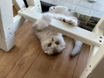 E.A 様のお迎えした子猫