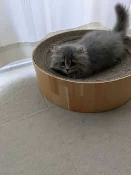 Y.M 様のお迎えした子猫