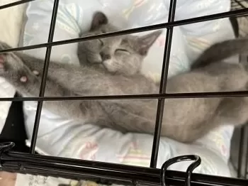 レジデント 様のお迎えした子猫
