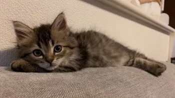 M 様のお迎えした子猫