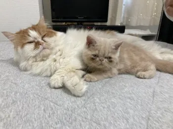 M.H 様のお迎えした子猫