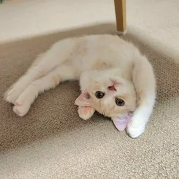 N.M 様のお迎えした子猫