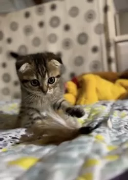 M.Ｉ 様のお迎えした子猫