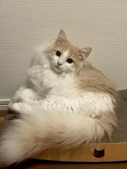 T.U 様のお迎えした子猫