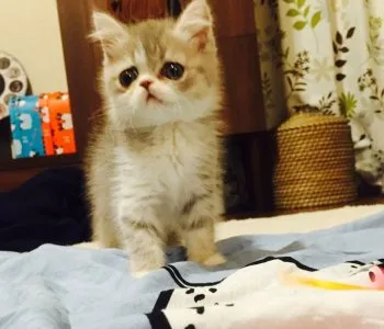 まる君 様のお迎えした子猫