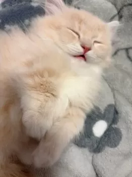 K 様のお迎えした子猫