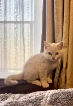 T.D 様のお迎えした子猫