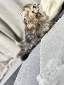J.N 様のお迎えした子猫