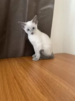 ココ 様のお迎えした子猫