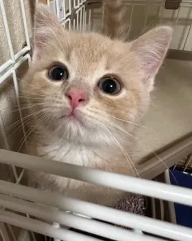 N.O 様のお迎えした子猫