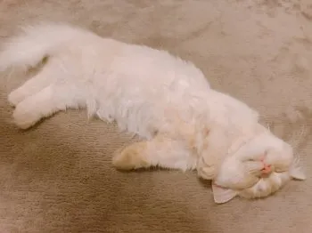りな 様のお迎えした子猫