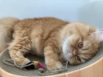 MKH 様のお迎えした子猫