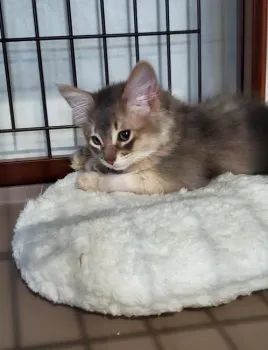 M.K 様のお迎えした子猫