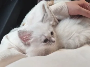 R.K 様のお迎えした子猫