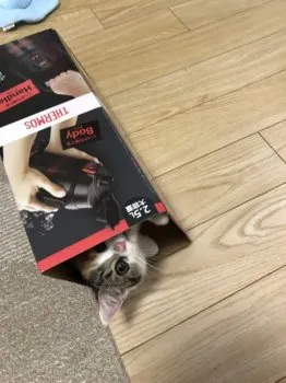 はるはる 様のお迎えした子猫