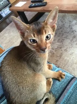 美らヤマモト 様のお迎えした子猫